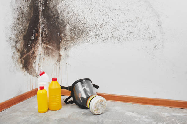 Best Mold Remediation for Schools in Taft Mosswood, CA