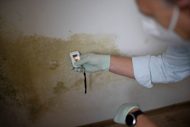 Best Localized Mold Remediation (e.g., coastal areas, humid climates) in Taft Mosswood, CA