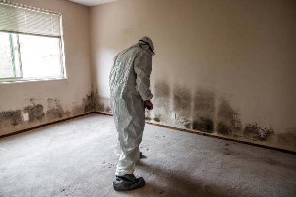 Best Attic Mold Remediation in Taft Mosswood, CA