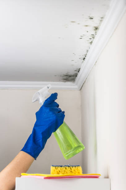 Best DIY Mold Remediation Support Services in Taft Mosswood, CA